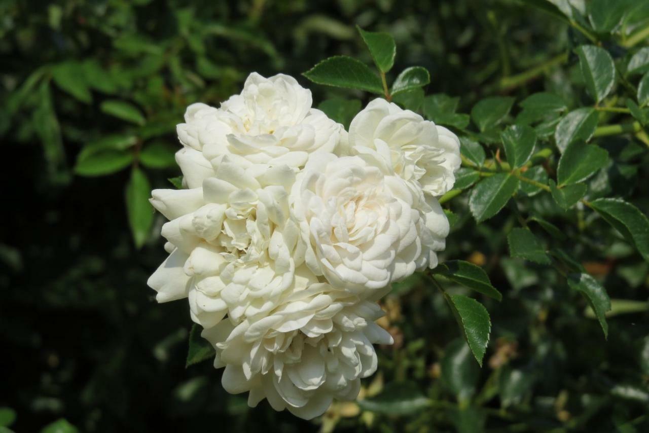 Fattoria Delle Rose Villa Salussola Ngoại thất bức ảnh
