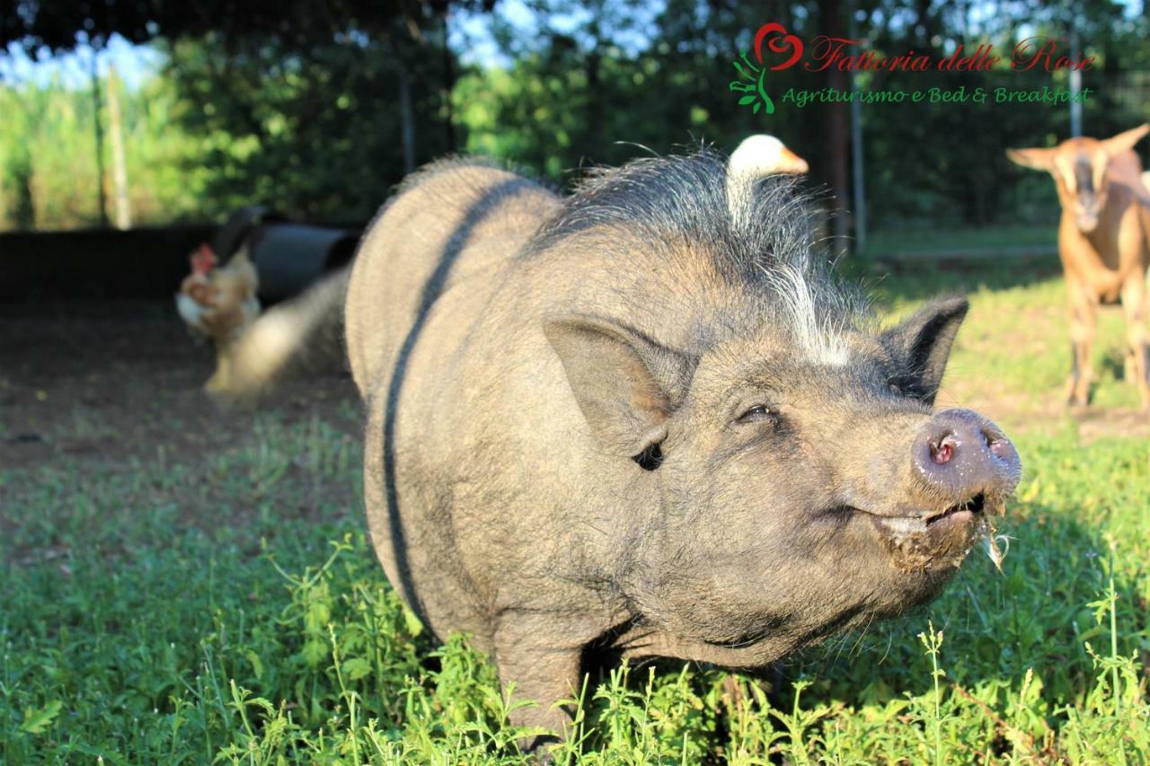 Fattoria Delle Rose Villa Salussola Ngoại thất bức ảnh